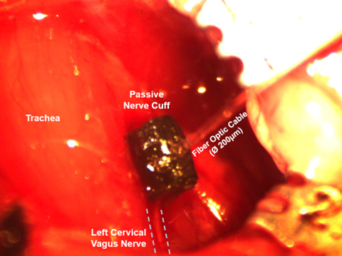 Implanted nerve cuff on the vagus nerve of a mouse.