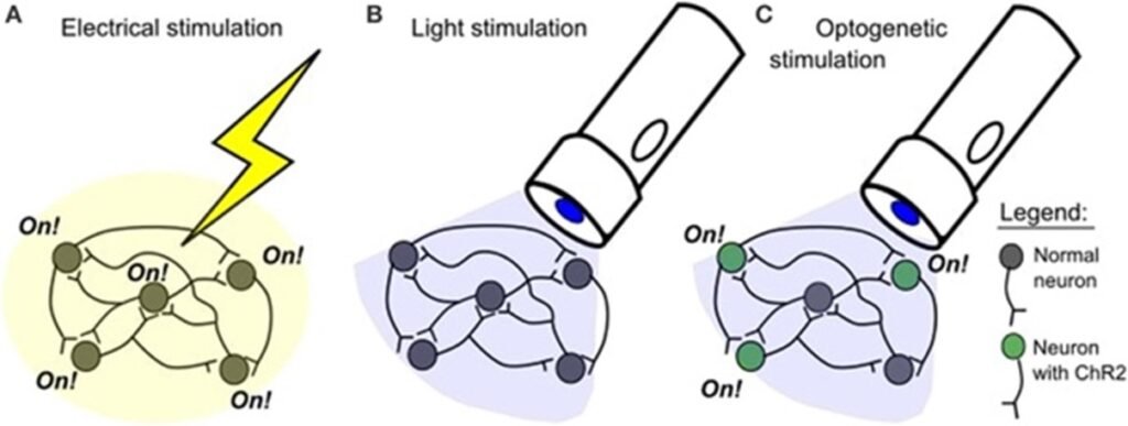 Electrical vs optogenetic stimulations
