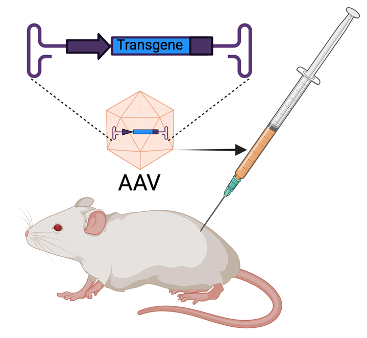 Figure of AAV injection